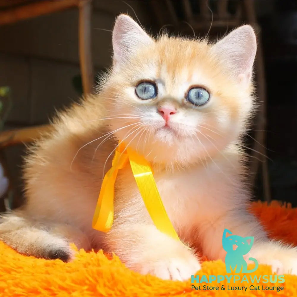 Hloya British Shorthair female black golden chinchilla - live animals