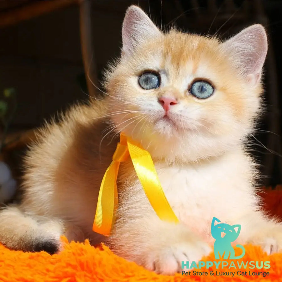 Hloya British Shorthair female black golden chinchilla - live animals