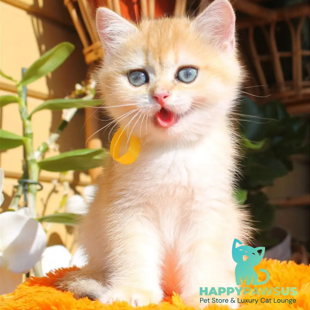 Hloya British Shorthair female black golden chinchilla - live animals