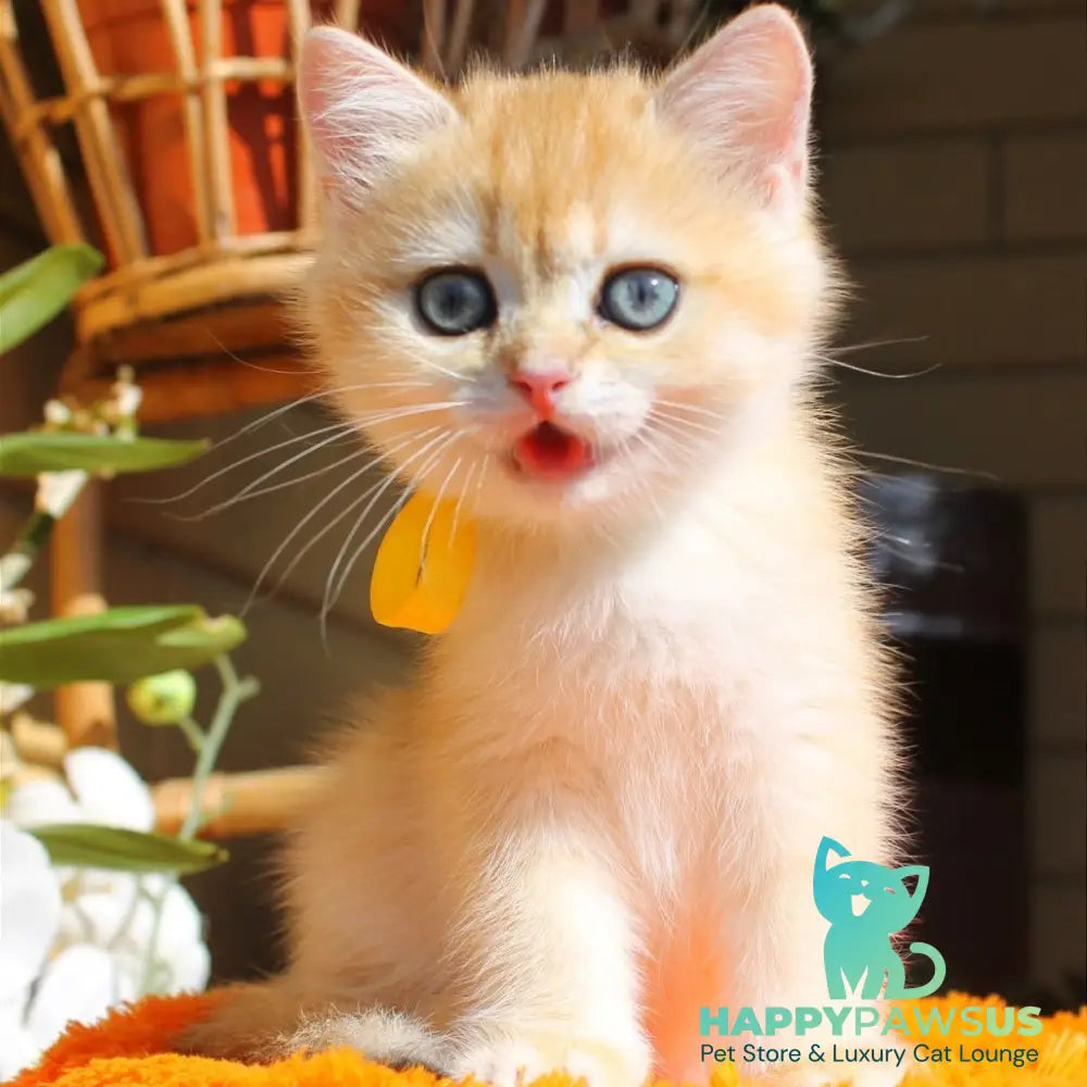Hloya British Shorthair female black golden chinchilla - live animals