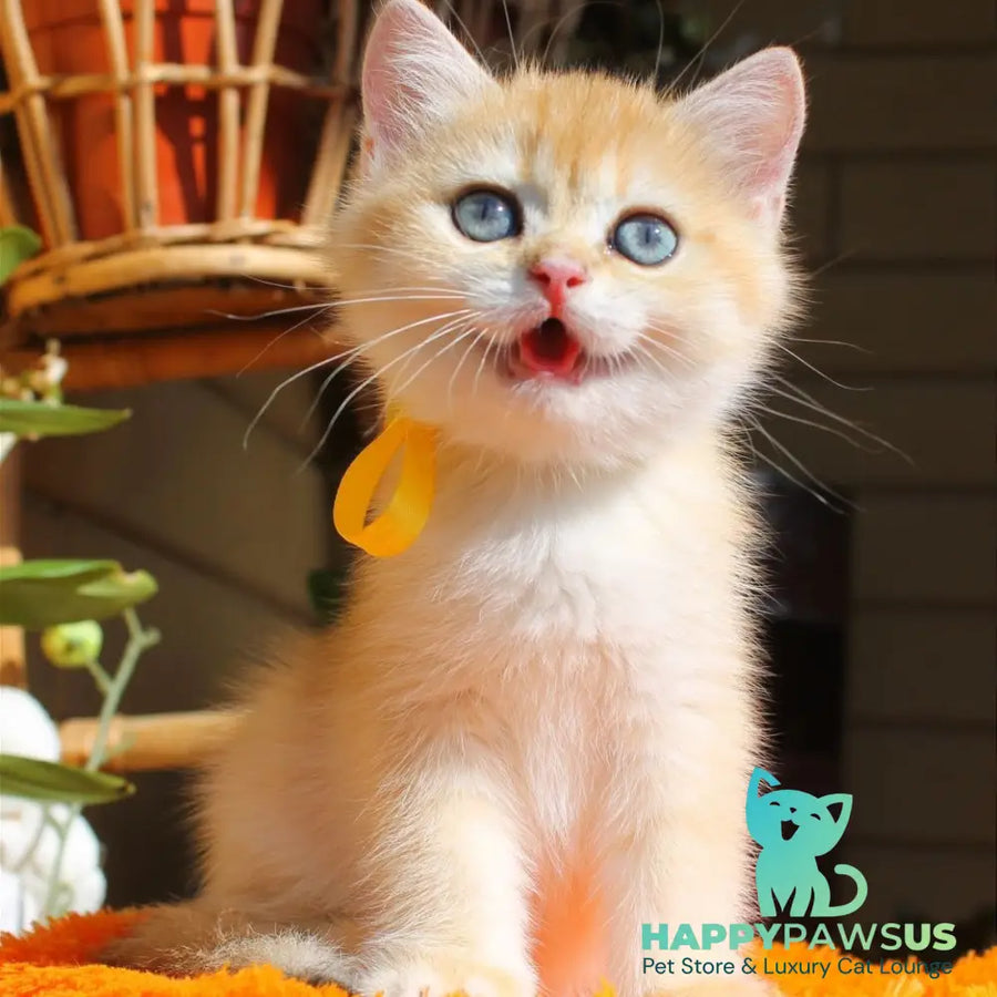 Hloya British Shorthair female black golden chinchilla - live animals