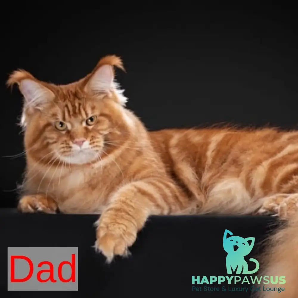 Hloya Maine Coon female black tortie tabby - live animals