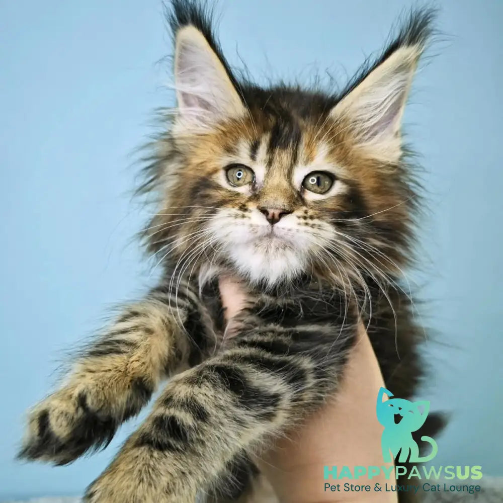 Hloya Maine Coon female black tortie tabby - live animals