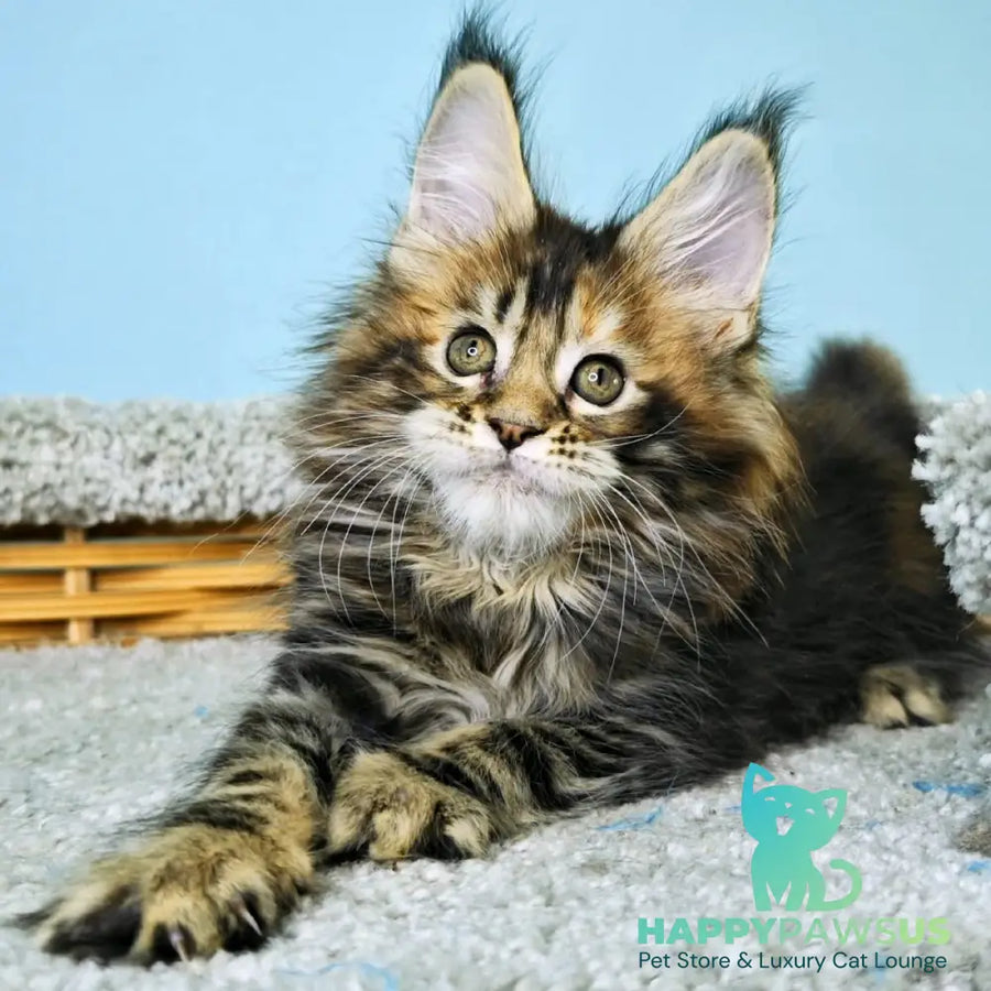 Hloya Maine Coon female black tortie tabby - live animals
