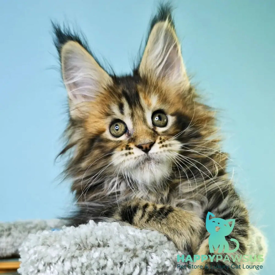 Hloya Maine Coon female black tortie tabby - live animals