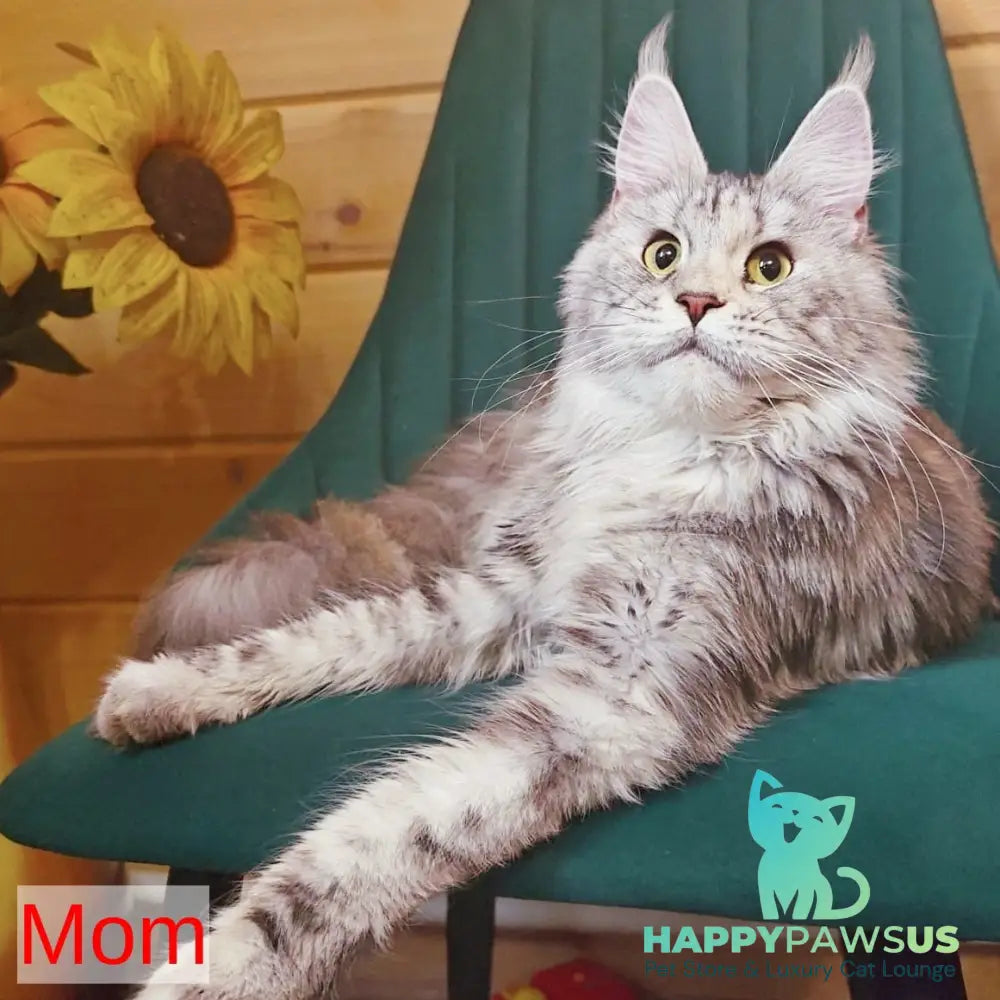 Hloya Maine Coon female black tortie tabby - live animals
