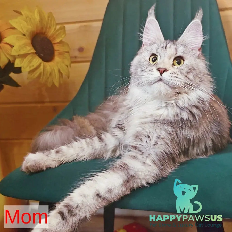 Hloya Maine Coon female black tortie tabby - live animals