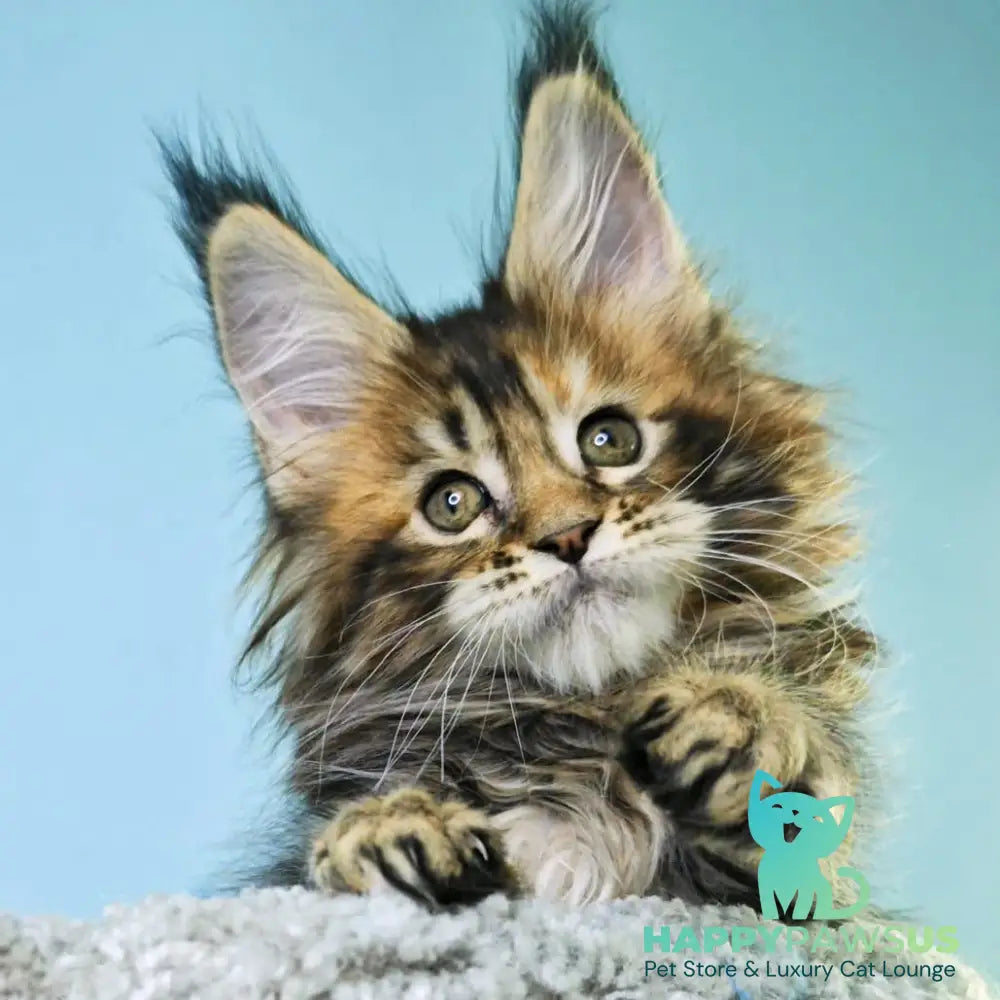 Hloya Maine Coon female black tortie tabby - live animals