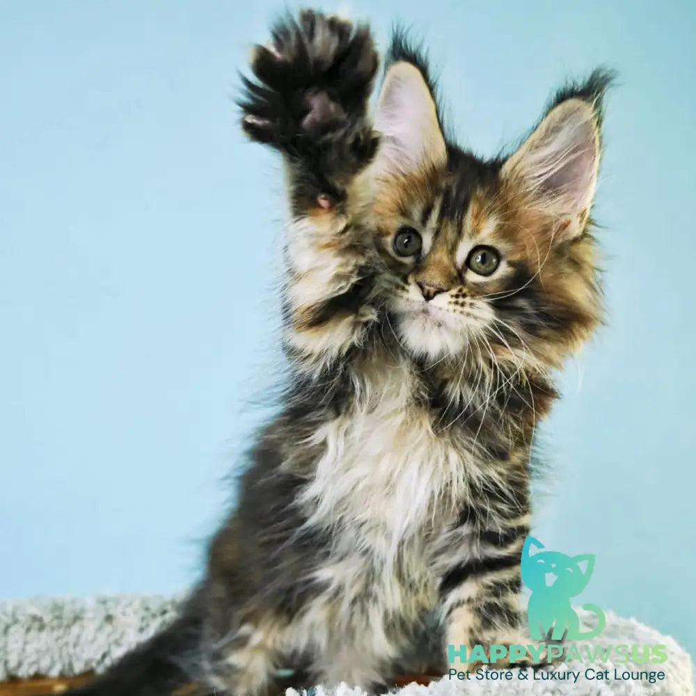 Hloya Maine Coon female black tortie tabby - live animals