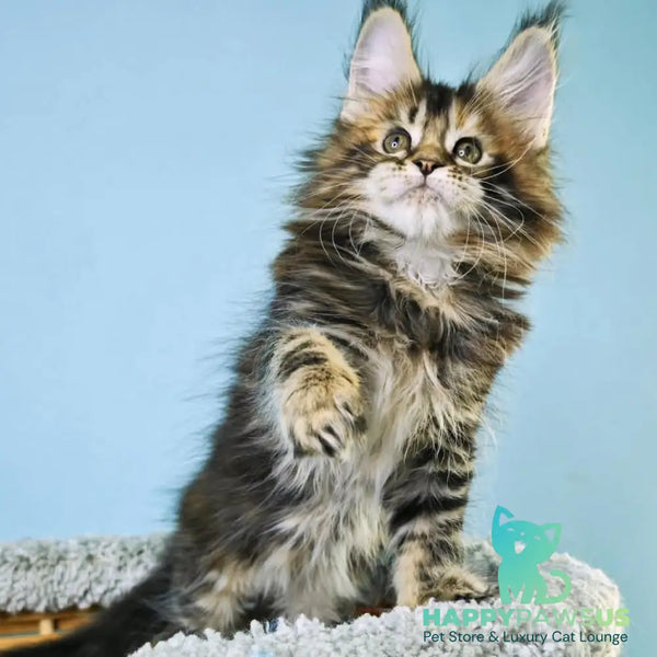 Hloya Maine Coon female black tortie tabby - live animals