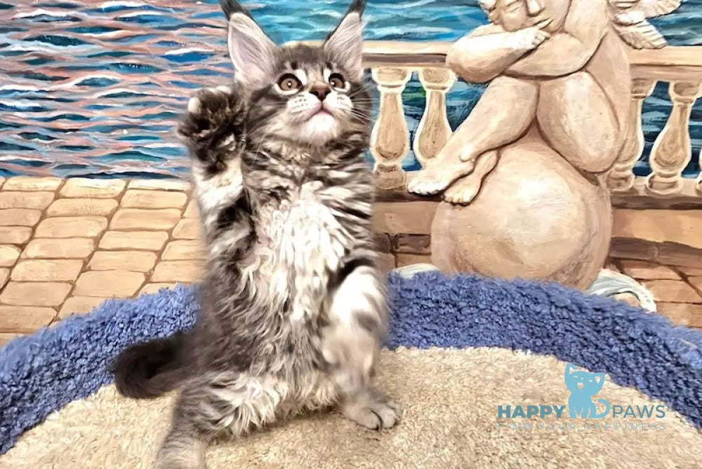 Hloya Maine Coon female blue silver tabby live animals