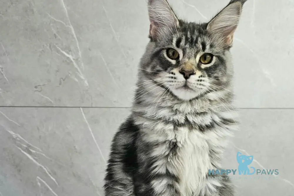 Hloya Maine Coon female blue silver tabby live animals