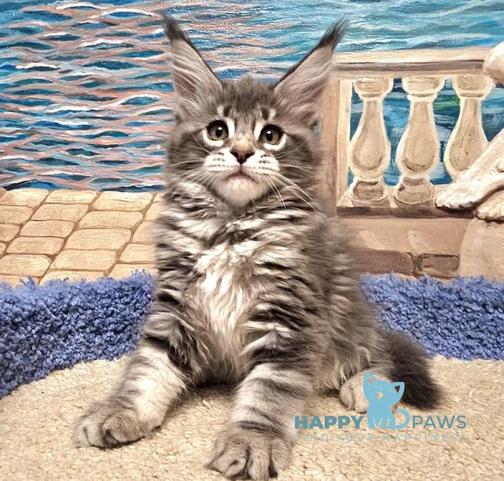 Hloya Maine Coon female blue silver tabby live animals