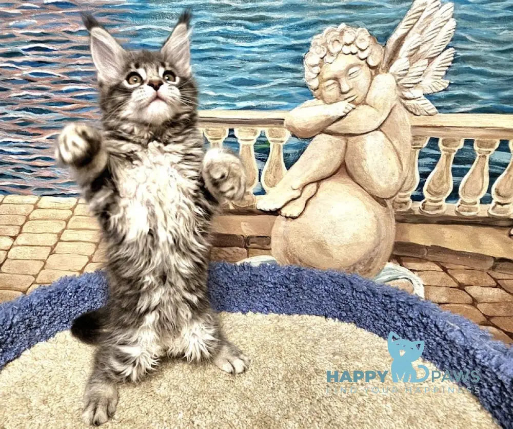 Hloya Maine Coon female blue silver tabby live animals