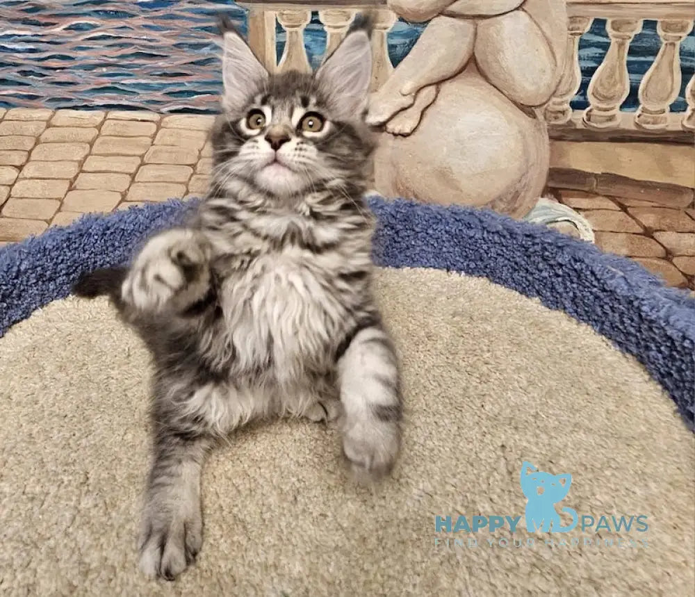 Hloya Maine Coon female blue silver tabby live animals