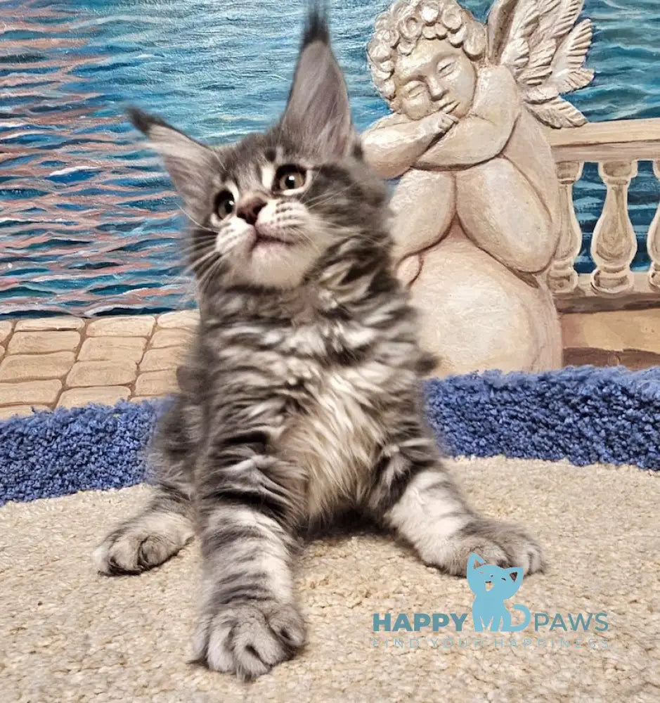 Hloya Maine Coon female blue silver tabby live animals