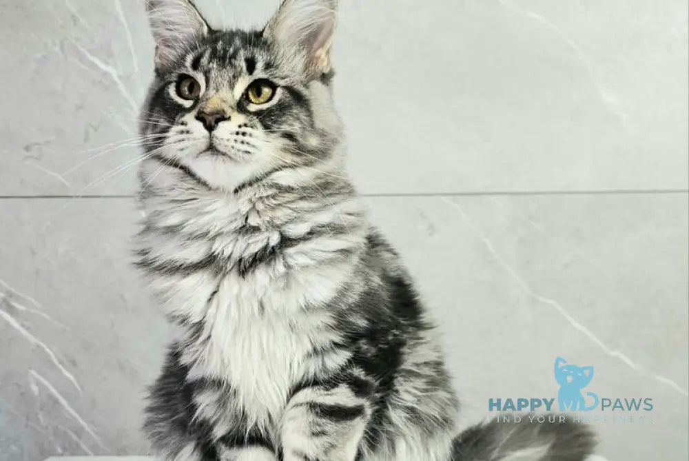 Hloya Maine Coon female blue silver tabby live animals