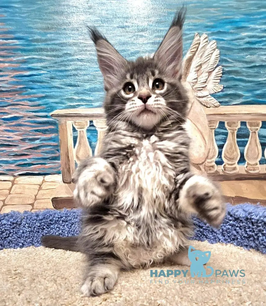 Hloya Maine Coon female blue silver tabby live animals