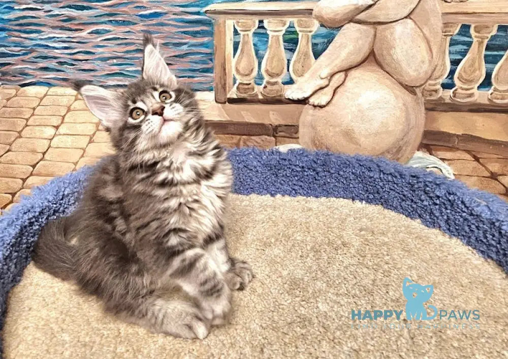 Hloya Maine Coon female blue silver tabby live animals