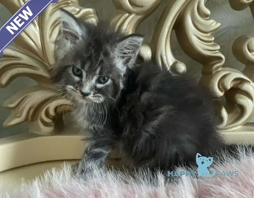Hloya Maine Coon polydactyl female black silver tabby live animals