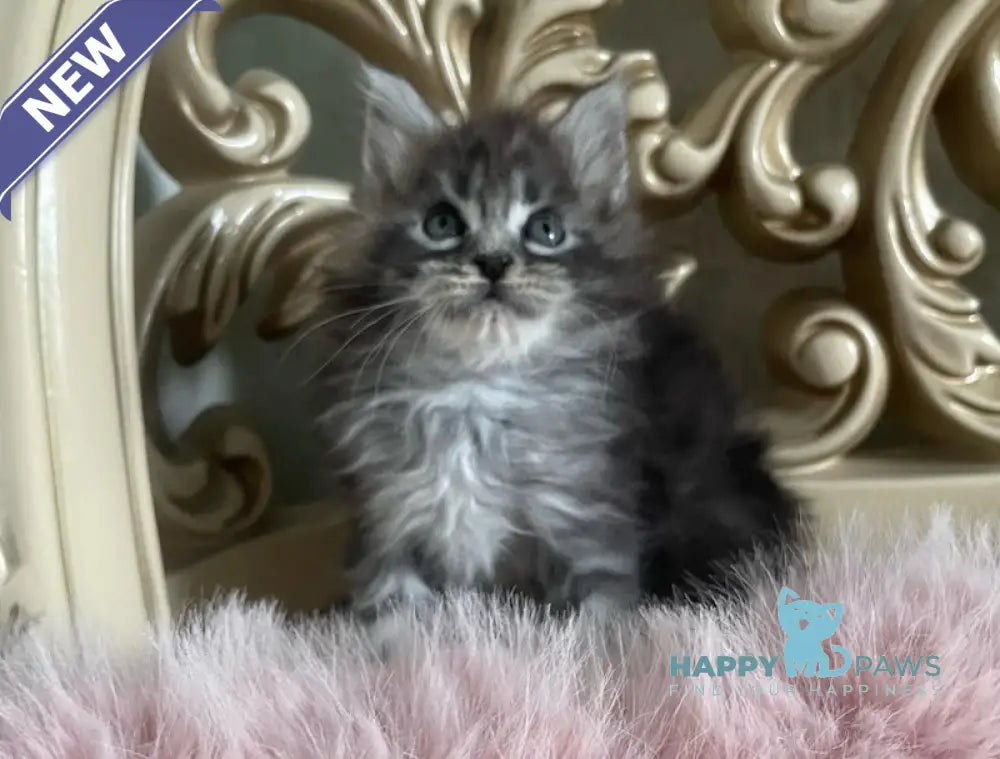 Hloya Maine Coon polydactyl female black silver tabby live animals
