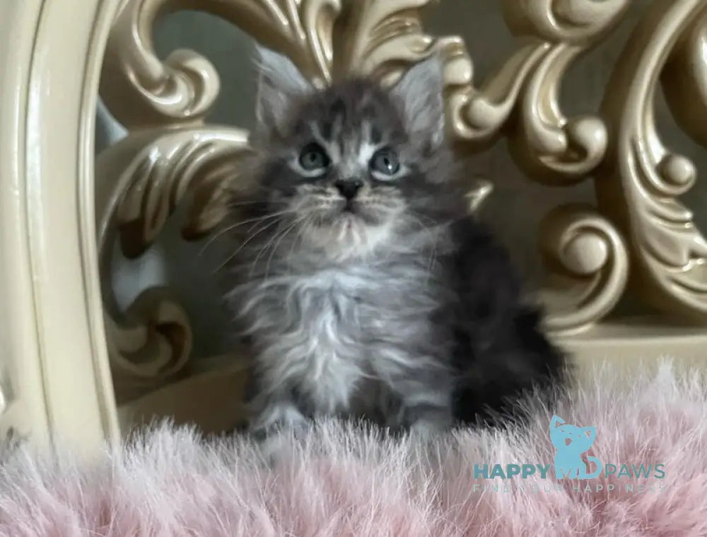 Hloya Maine Coon polydactyl female black silver tabby live animals