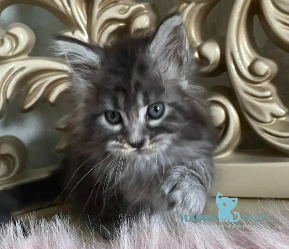 Hloya Maine Coon polydactyl female black silver tabby live animals