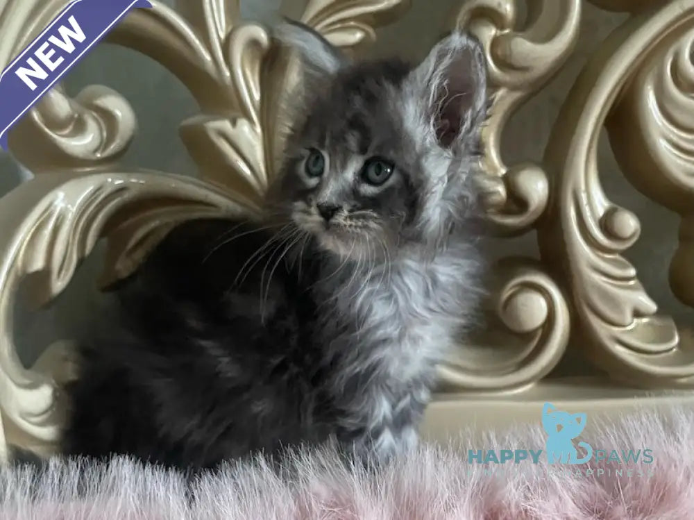 Hloya Maine Coon polydactyl female black silver tabby live animals