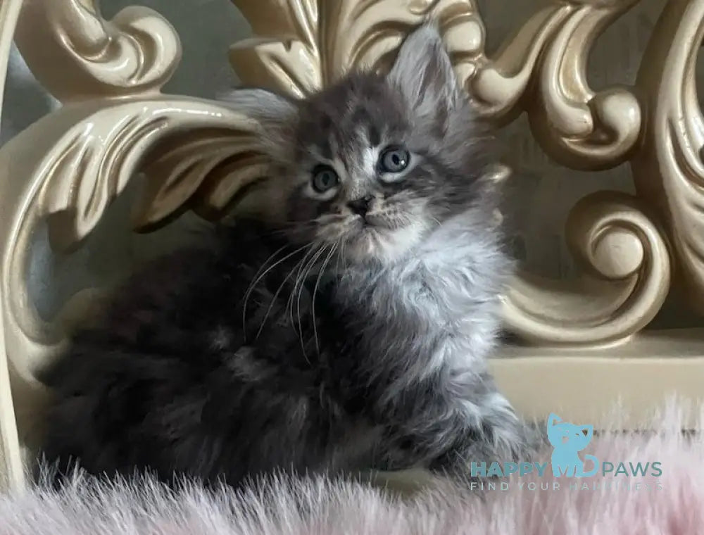Hloya Maine Coon polydactyl female black silver tabby live animals