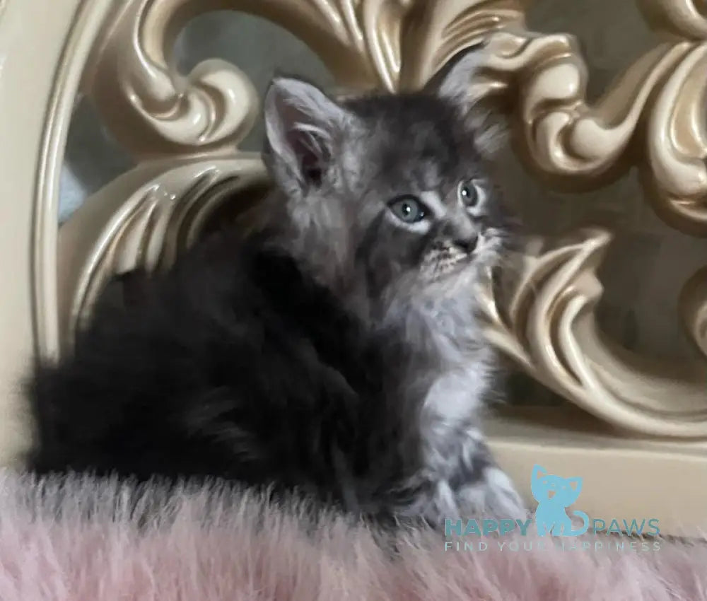 Hloya Maine Coon polydactyl female black silver tabby live animals