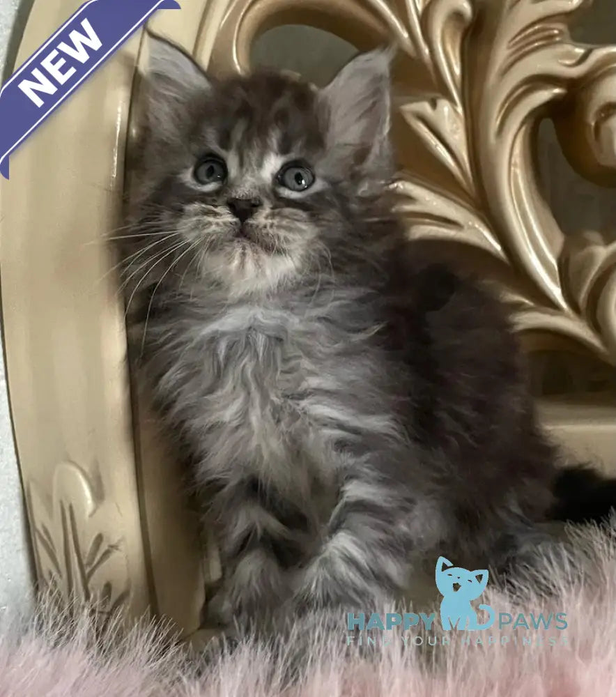 Hloya Maine Coon polydactyl female black silver tabby live animals