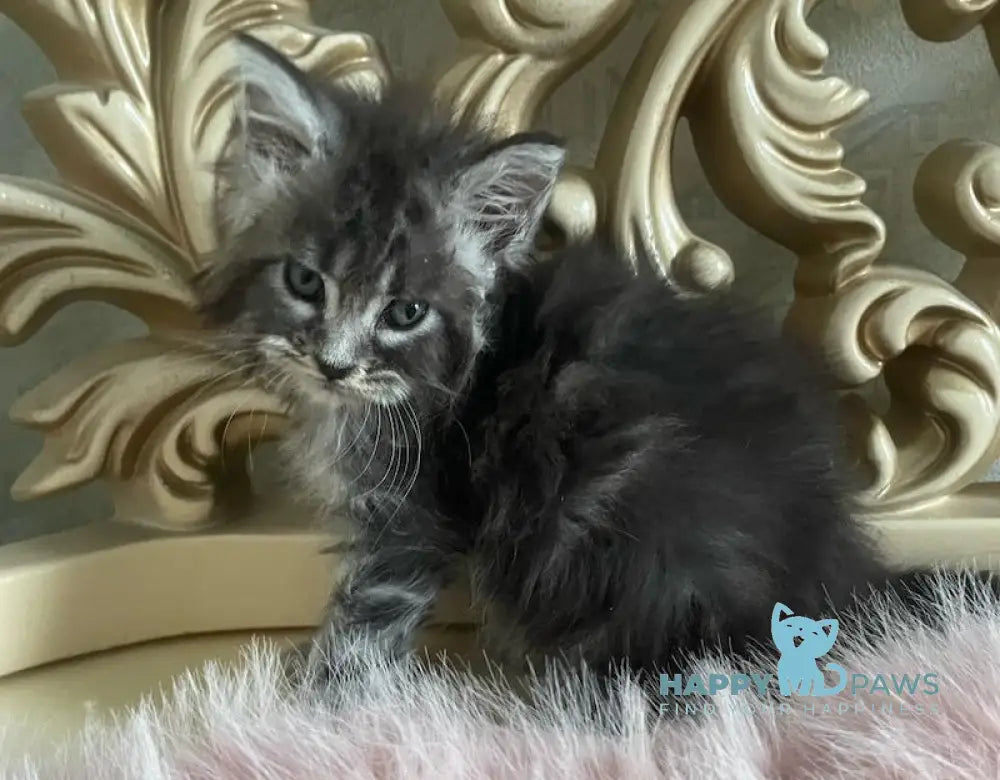Hloya Maine Coon polydactyl female black silver tabby live animals