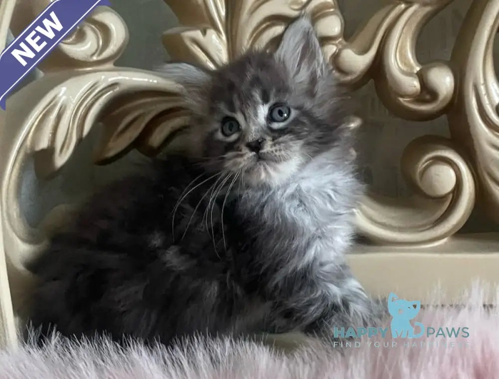 Hloya Maine Coon polydactyl female black silver tabby live animals