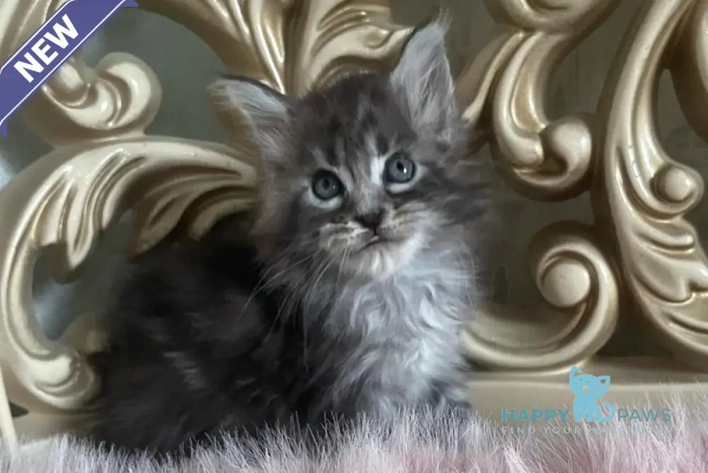 Hloya Maine Coon polydactyl female black silver tabby live animals