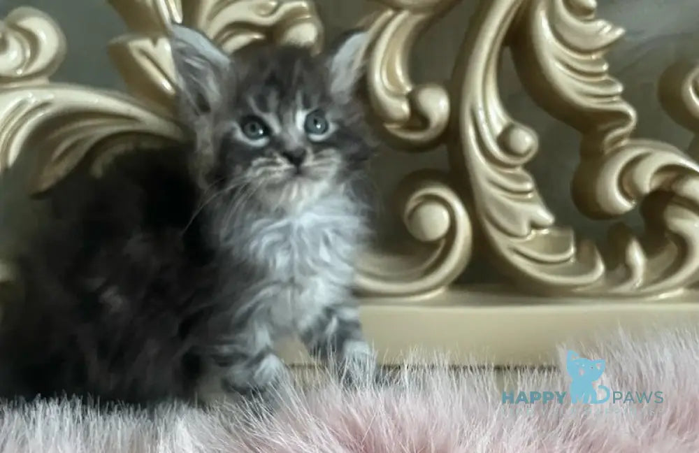 Hloya Maine Coon polydactyl female black silver tabby live animals