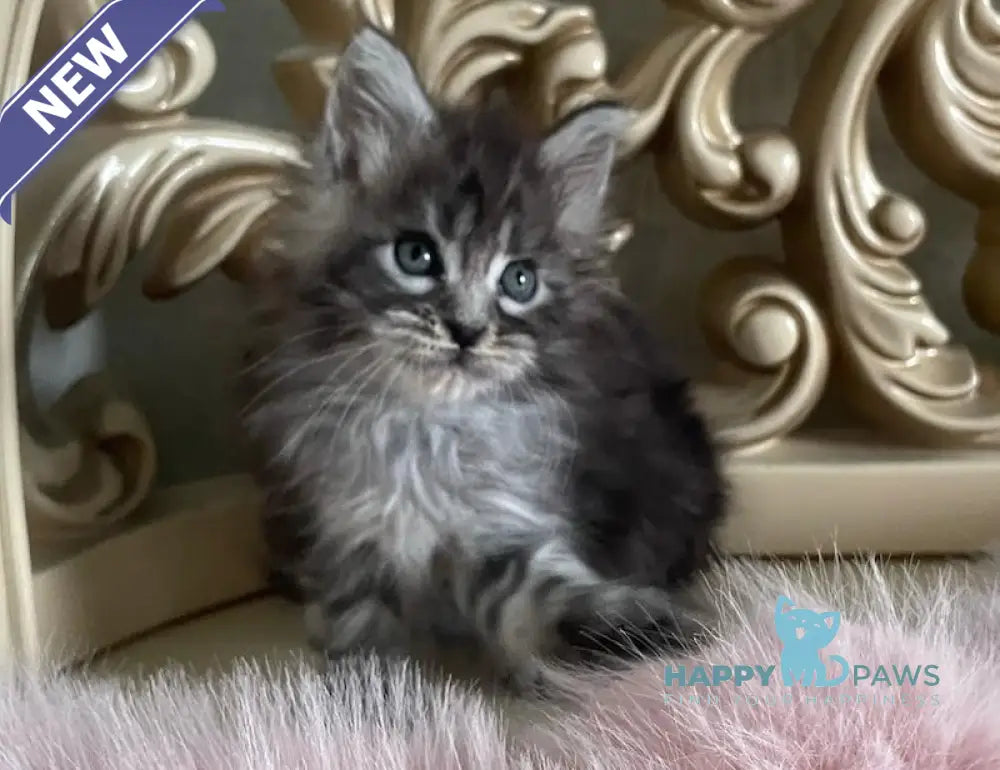 Hloya Maine Coon polydactyl female black silver tabby live animals