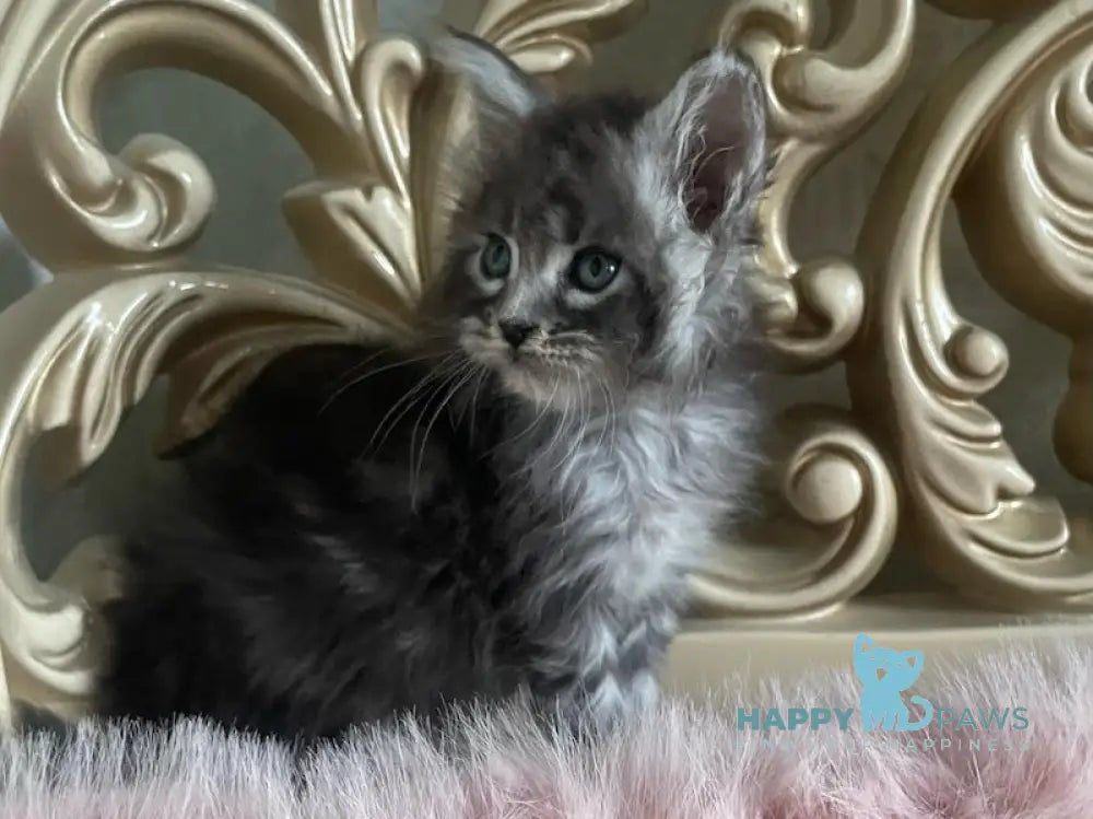 Hloya Maine Coon polydactyl female black silver tabby live animals