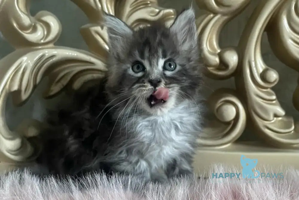 Hloya Maine Coon polydactyl female black silver tabby live animals