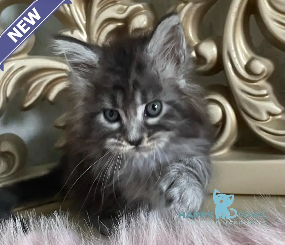 Hloya Maine Coon polydactyl female black silver tabby live animals