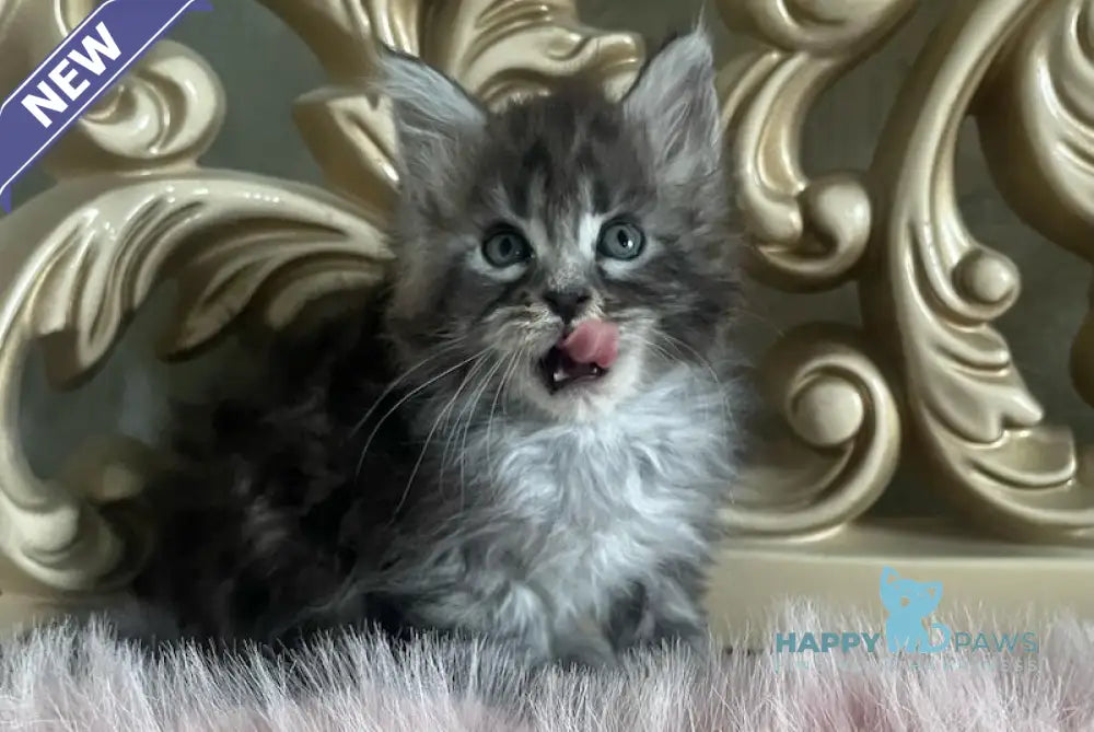 Hloya Maine Coon polydactyl female black silver tabby live animals