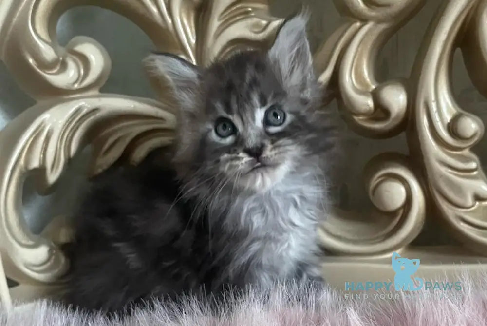 Hloya Maine Coon polydactyl female black silver tabby live animals