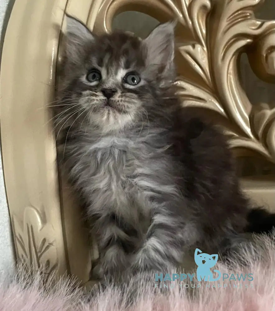 Hloya Maine Coon polydactyl female black silver tabby live animals