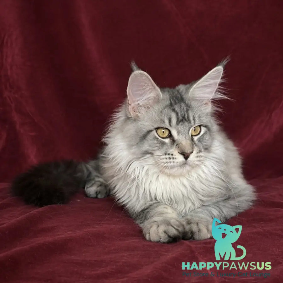 Hoarfrost Maine Coon male black silver ticked tabby - live animals