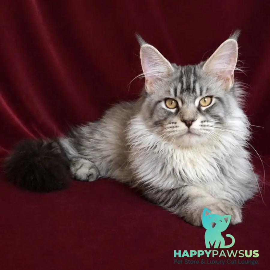 Hoarfrost Maine Coon male black silver ticked tabby - live animals