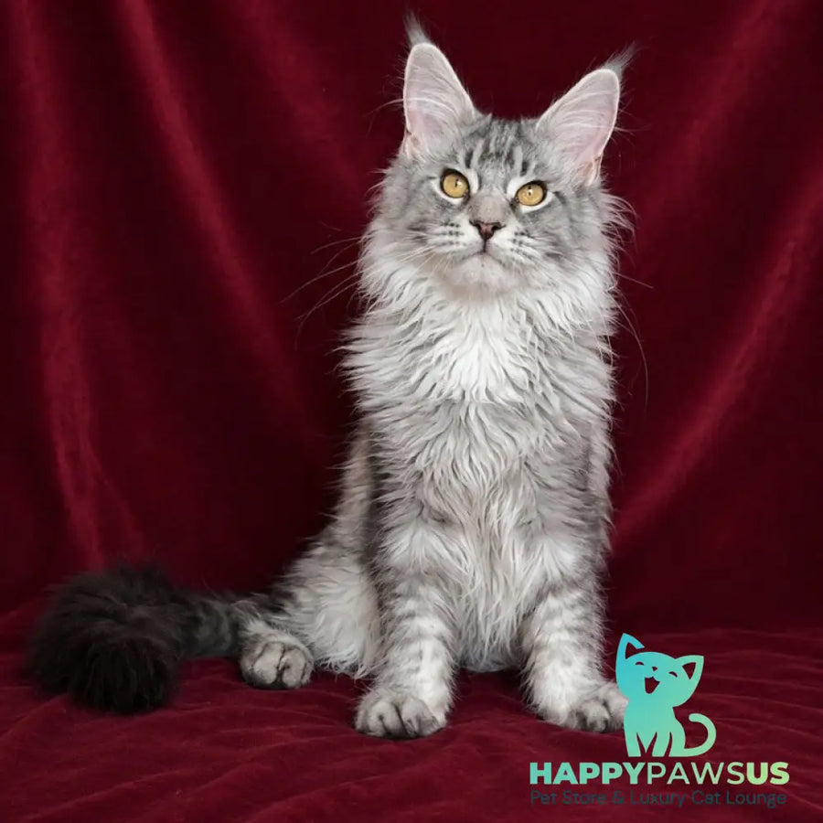 Hoarfrost Maine Coon male black silver ticked tabby - live animals