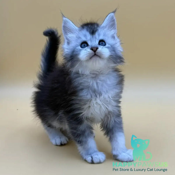 Hofi Maine Coon male black silver ticked tabby - live animals