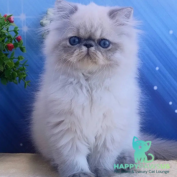 Hogan Persian male blue tabby pointed - live animals
