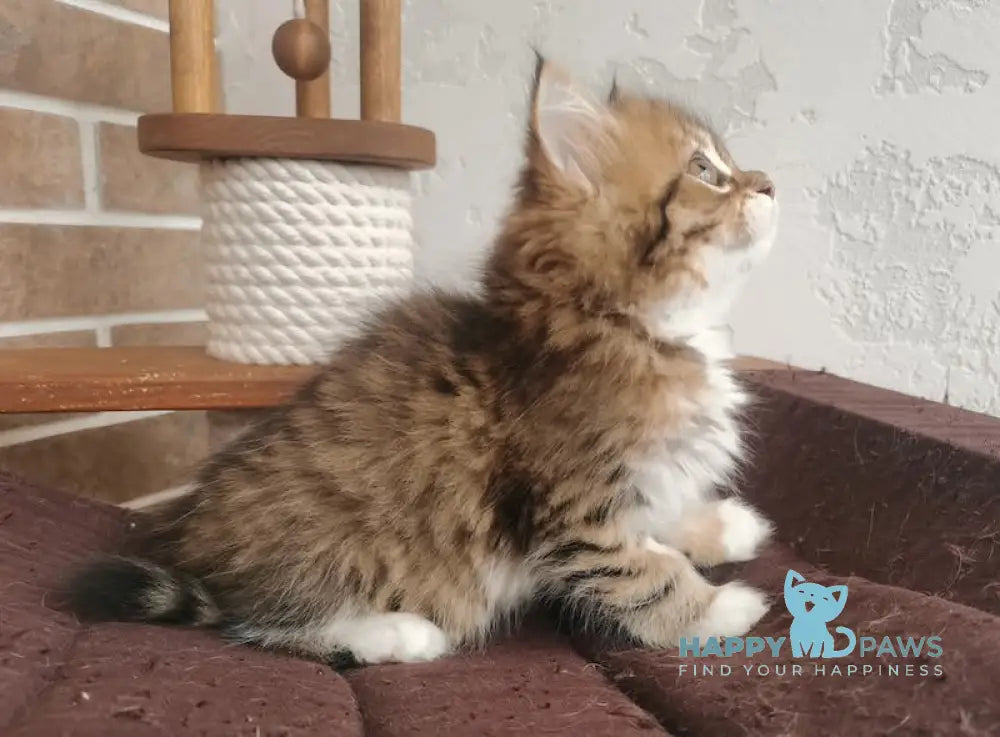 Hola Siberian female black spotted tabby live animals