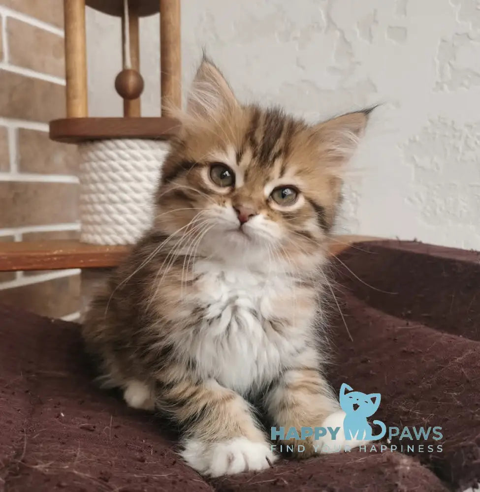 Hola Siberian female black spotted tabby live animals
