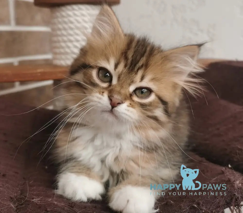 Hola Siberian female black spotted tabby live animals